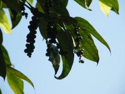 dscf0114